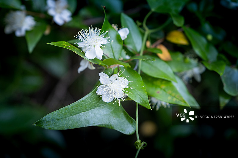默特尔花,意大利托斯卡纳比萨蒙特斯库代奥图片素材