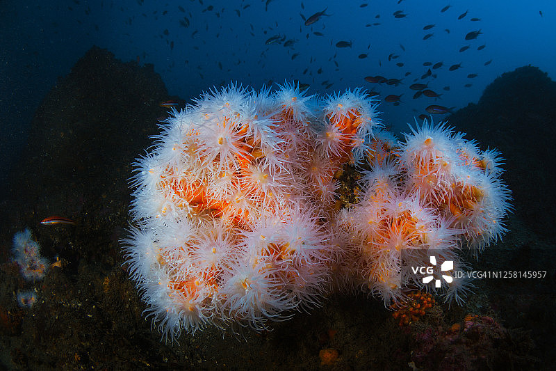橙色珊瑚虫图片素材