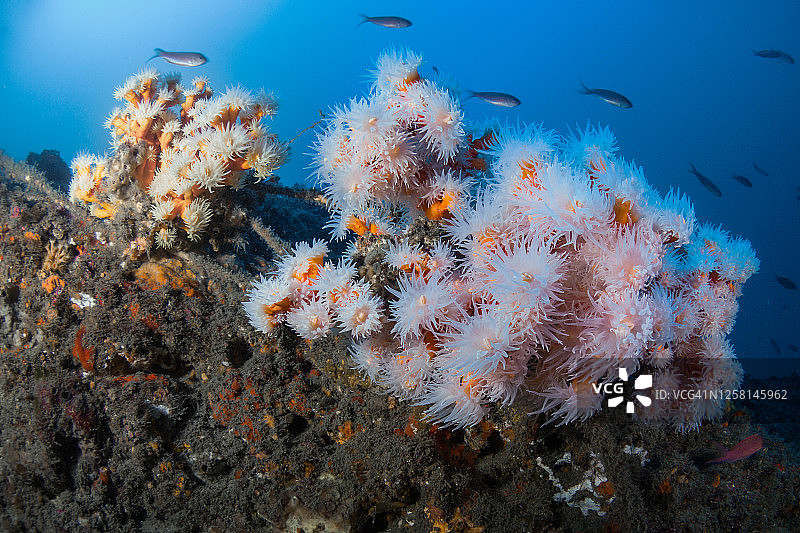 橙色珊瑚虫图片素材