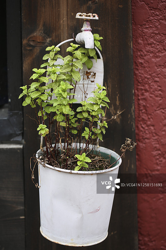 挂在外墙上的草药图片素材