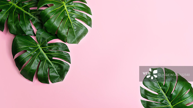 粉色背景热带龟背竹叶子图片素材