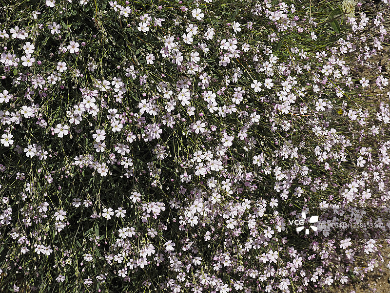 黑色加纳山口的粉色蝇子草图片素材