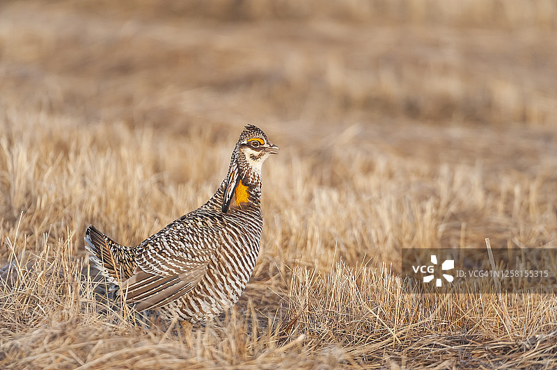 小丘鹬，栖息于美国明尼苏达州图片素材