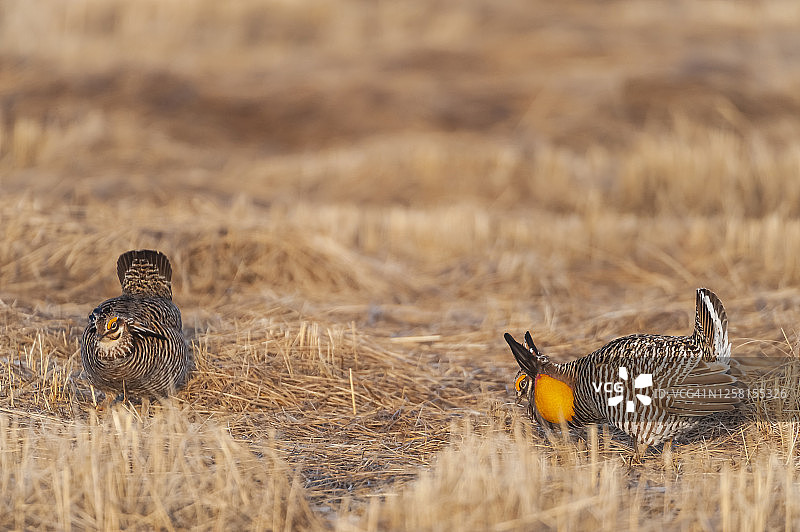 小丘鹬，栖息于美国明尼苏达州图片素材