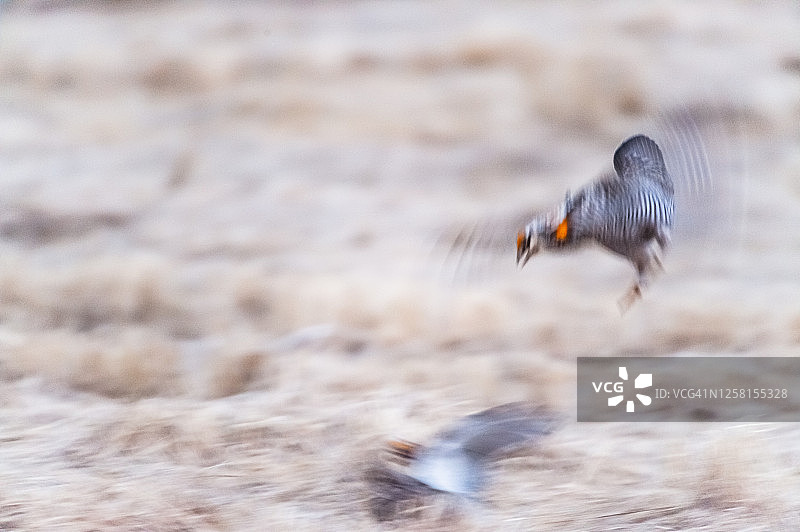 小丘鹬，栖息于美国明尼苏达州图片素材