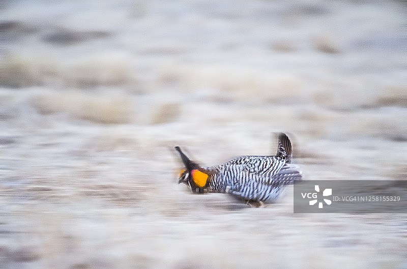 小丘鹬，栖息于美国明尼苏达州图片素材