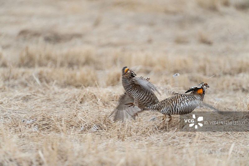 小丘鹬，栖息于美国明尼苏达州图片素材