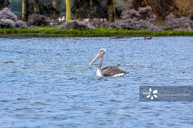 野生状态下的粉背鹈鹕图片素材