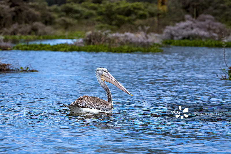 野生状态下的粉背鹈鹕图片素材