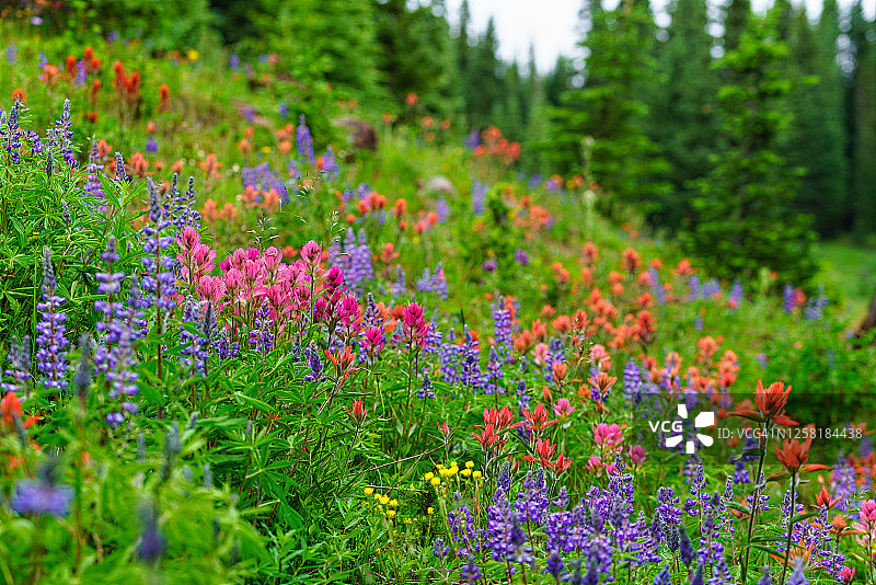 科罗拉多州山地草甸野花图片素材