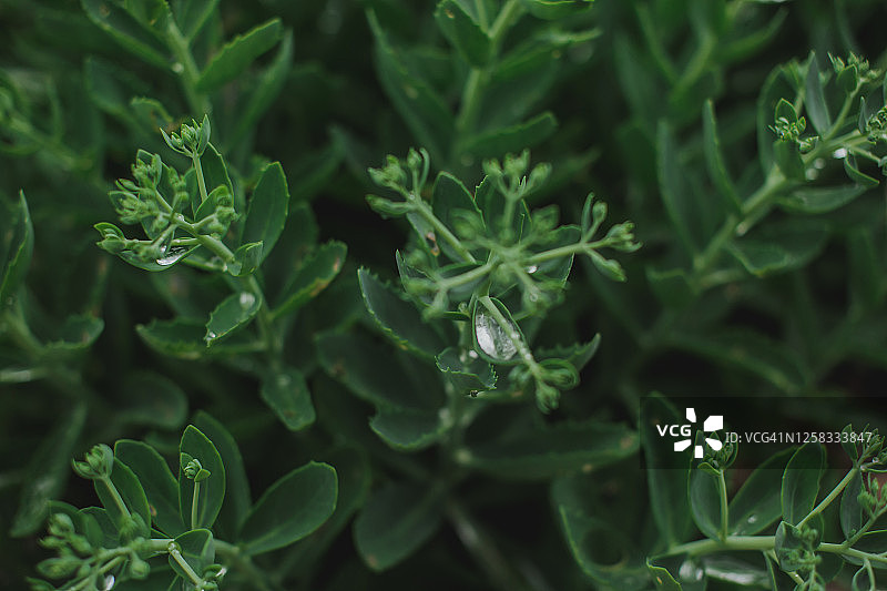 带雨滴的绿色花园植物图片素材