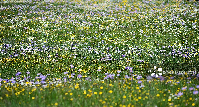 中国四川西部高原盛开的蓝紫色野花花海图片素材