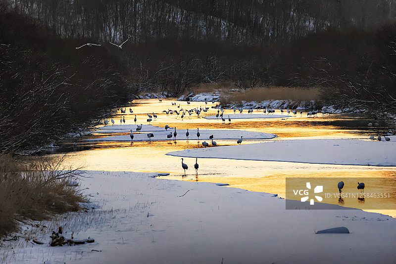 冬季日本红顶鹤群在北海道钏路音羽河图片素材