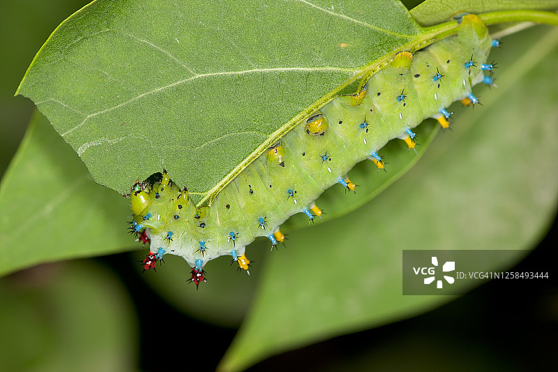 北美大蚕蛾毛毛虫图片素材