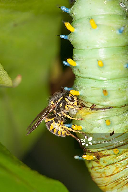 东方黄蜂与北美大蚕蛾图片素材