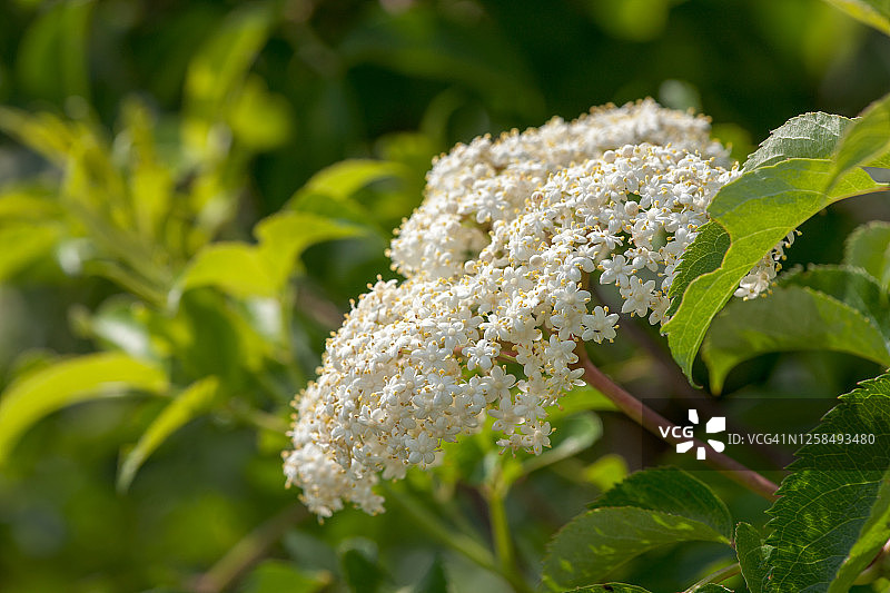 盛开的接骨木图片素材