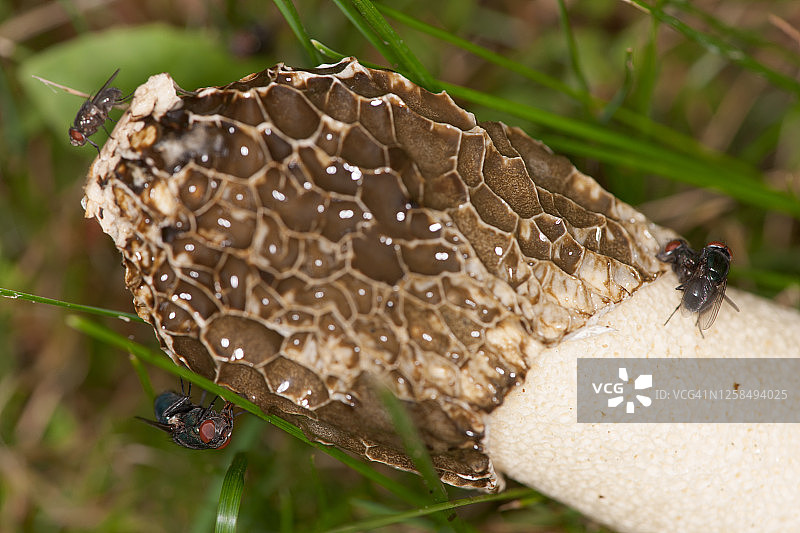 鬼笔菌图片素材