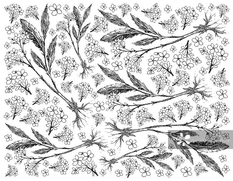 粉红色缬草植物手绘背景图片素材