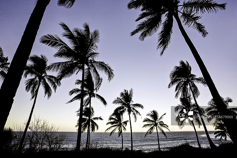 科摩罗安茹昂岛椰子树图片素材