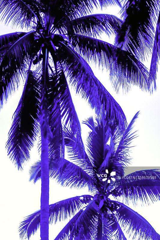 科摩罗安茹昂岛椰子树图片素材