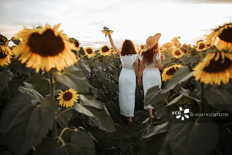 向日葵田里的夏日氛围图片素材