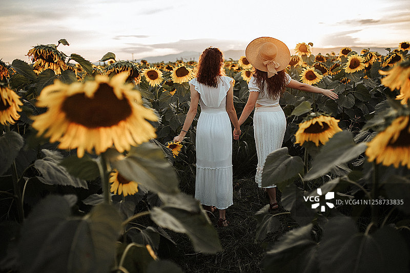 向日葵田里的夏日氛围图片素材