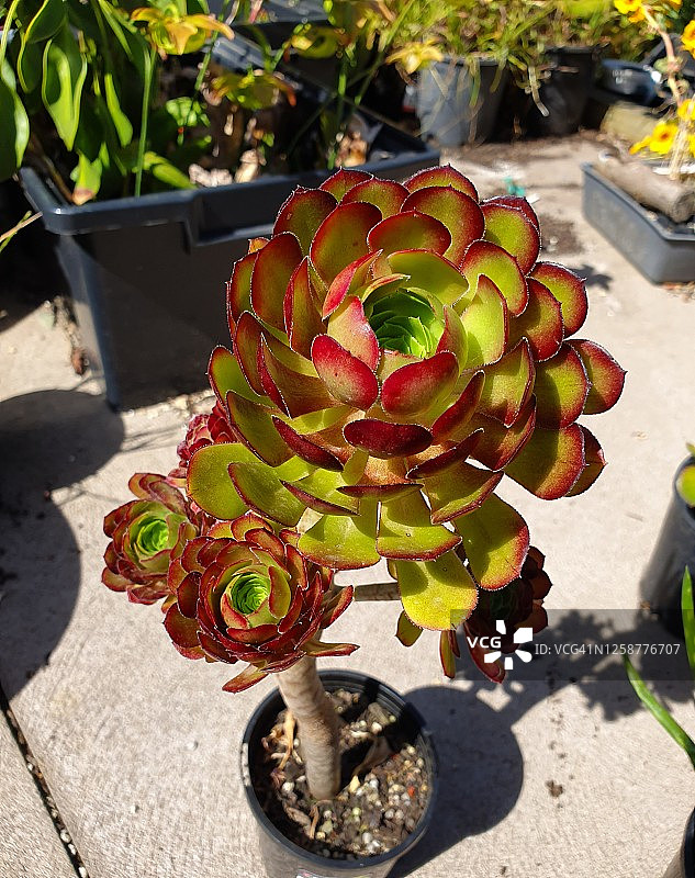 黑法师图片素材