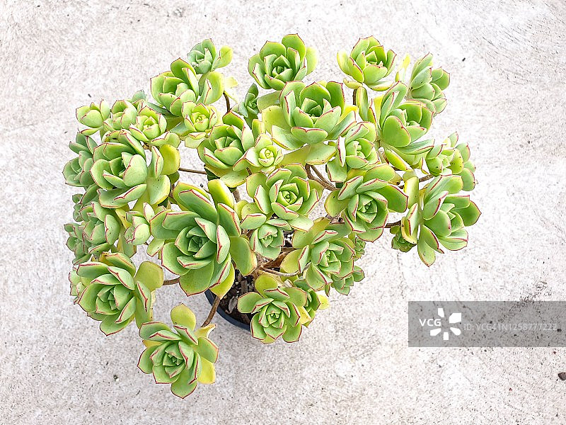 Haworthii莲花掌多肉植物图片素材