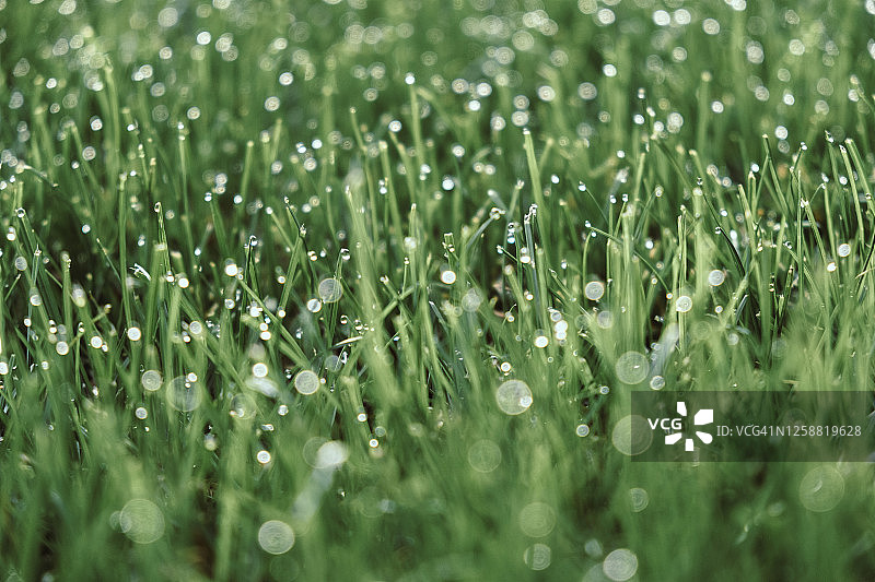 草叶上的露珠图片素材