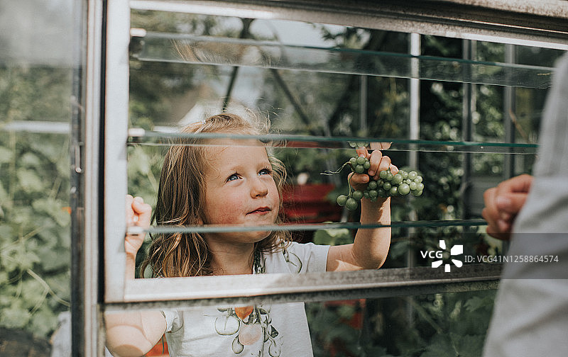 小女孩透过玻璃窗递过一串白葡萄图片素材