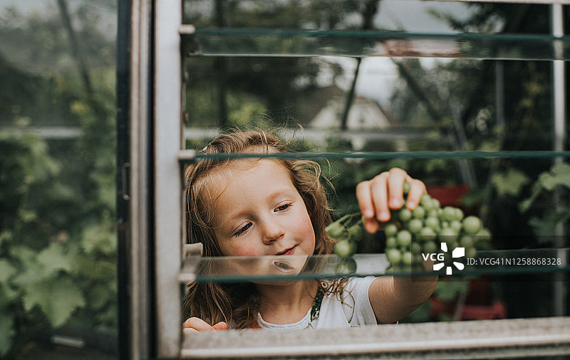 小女孩透过玻璃窗递过一串白葡萄图片素材