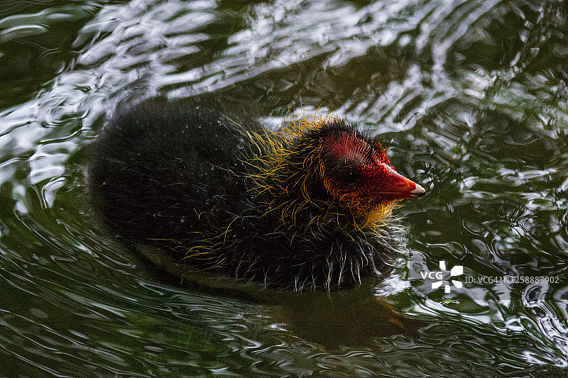 骨顶鸡雏鸟图片素材