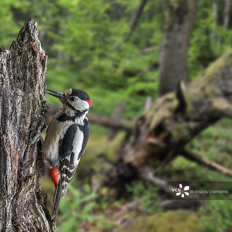 大斑啄木鸟在森林树桩上觅食图片素材