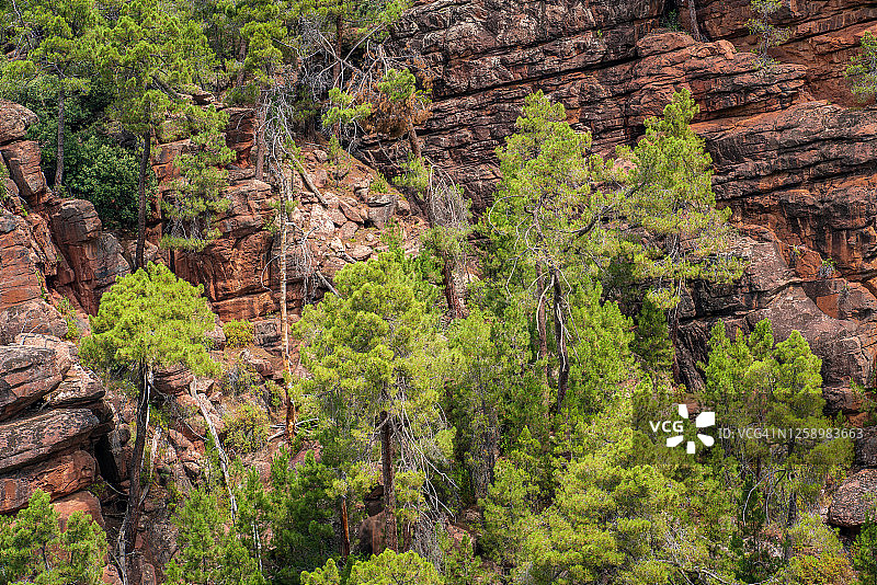 西班牙阿尔瓦拉辛山脉罗德诺松树林保护区图片素材