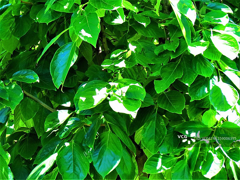 柿子树图片素材