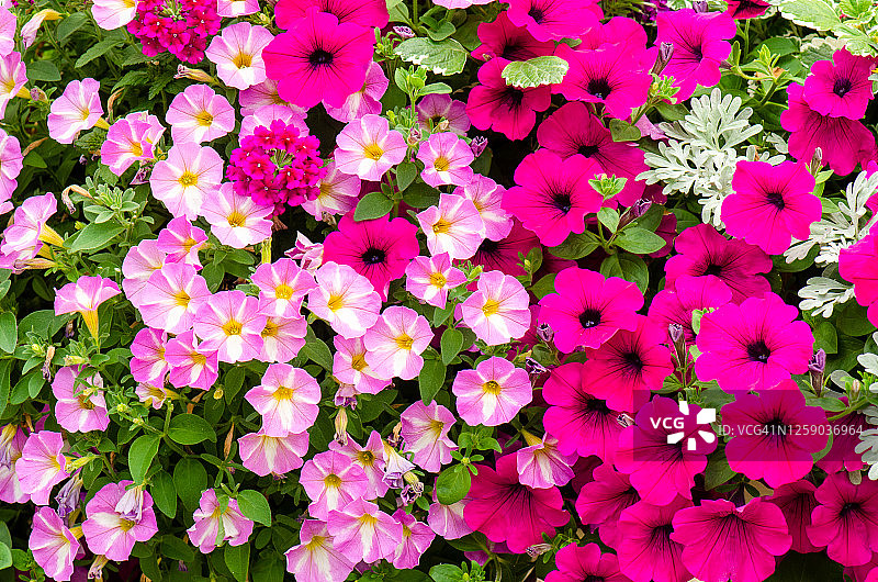 鲜花盛开的夏季图片素材