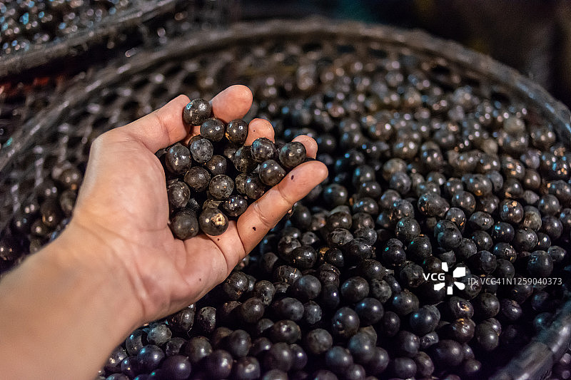 贝伦杜帕拉出售的阿萨伊果图片素材