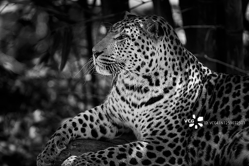 黑白照片：南非的豹图片素材
