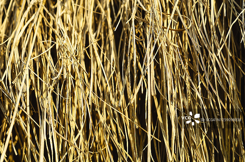 茅草图片素材