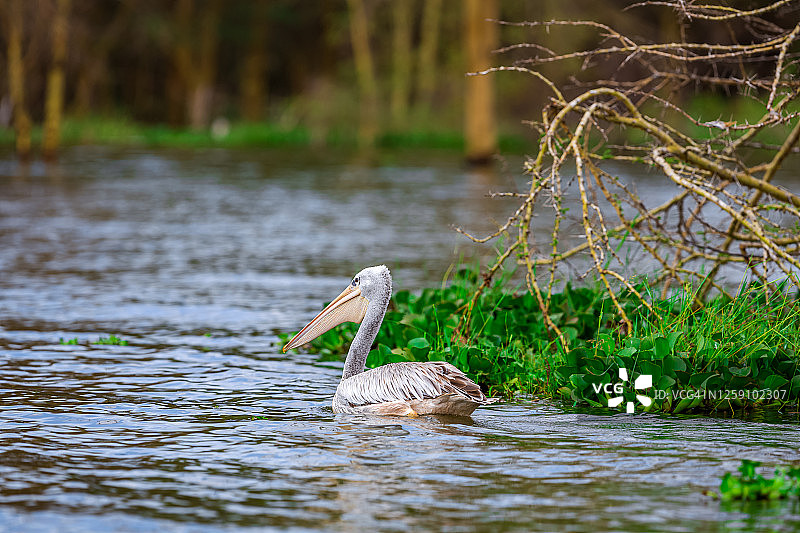 野生状态下的粉背鹈鹕图片素材