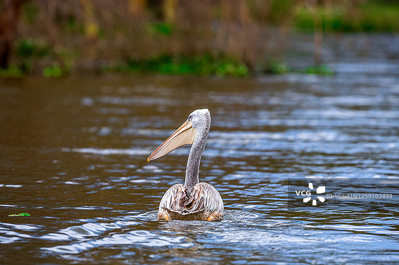 野生状态下的粉背鹈鹕图片素材