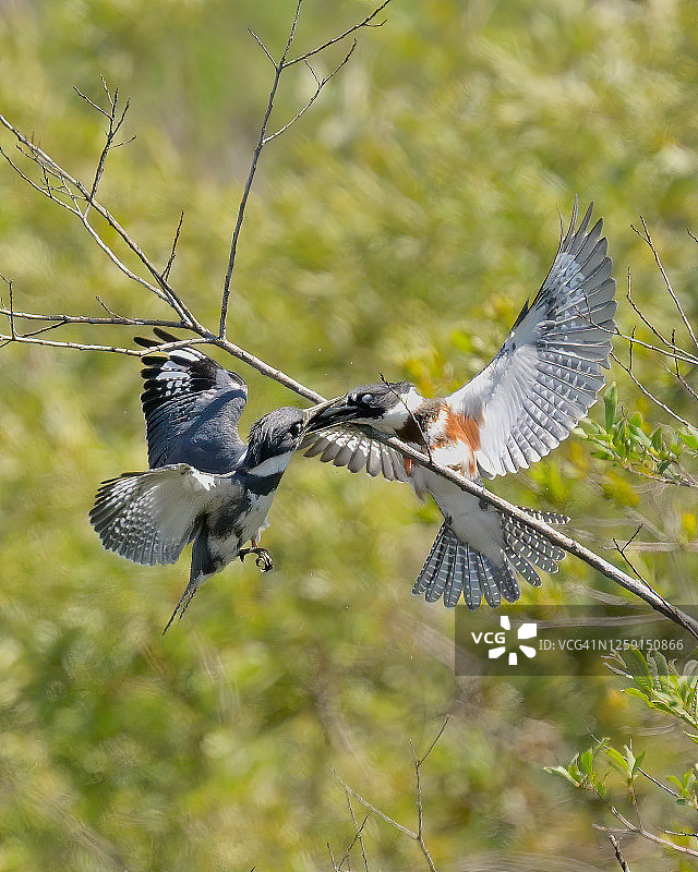美洲冠翠鸟喂食幼鸟图片素材