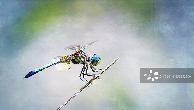 蓝色蜻蜓与蓝绿色纹理背景图片素材