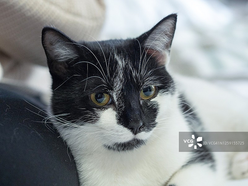 黑白照片：小猫在主人腿上图片素材