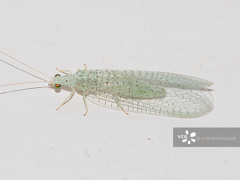 绿草蛉图片素材