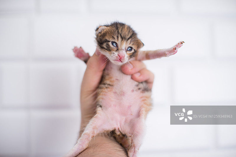 一周大的小猫握着手图片素材