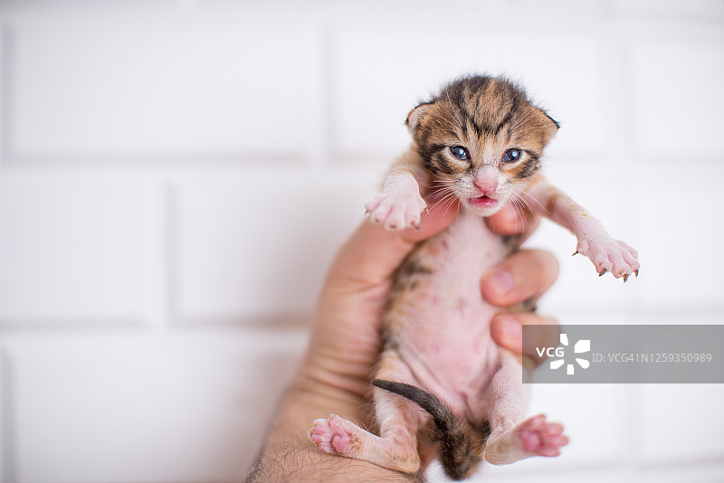 一周大的小猫握着手图片素材