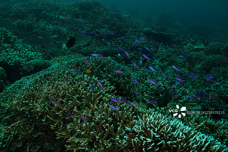 热带水族馆：热带水域海葵触须微距特写图片素材