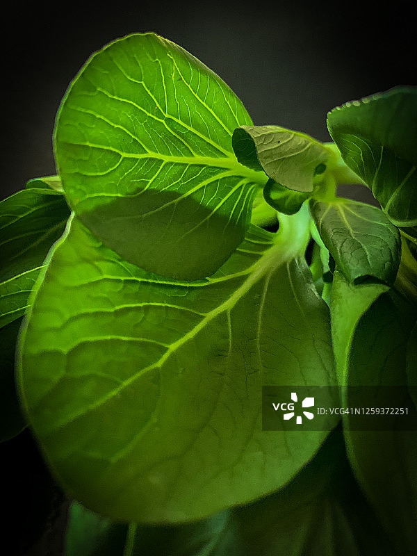 小白菜特写图片素材