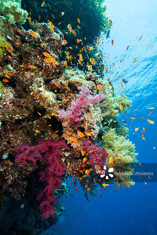 珊瑚礁，水下广角，海葵图片素材